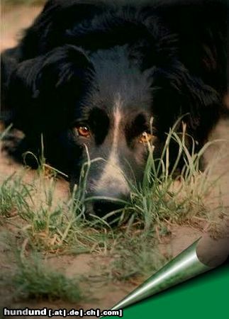 Border Collie Hunde Foto 13808 Border Collie Border-Mix Merlin