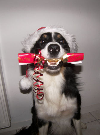 Border Collie Hunde Foto 35863 Border Collie Fröhliche Weihnachten