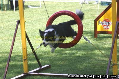 Border Collie Hunde Foto 14296 Border Collie Agility is Fun