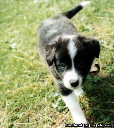 Border Collie Hunde Foto 4550 Border Collie Ornella von Borderline Country 6 Wochen alt