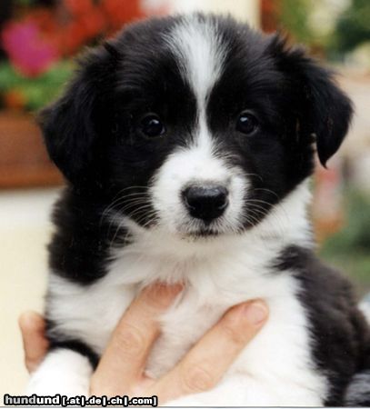 Border Collie Ist sie nicht süß mein Baby!