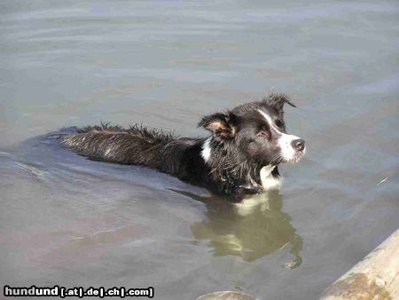 Border Collie Hunde Foto 5535 Border Collie Nell die Wasserratte