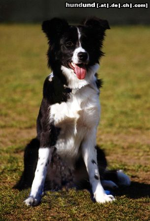 Border Collie Hunde Foto 4553 Border Collie Nell, ab in die Hundeschule!