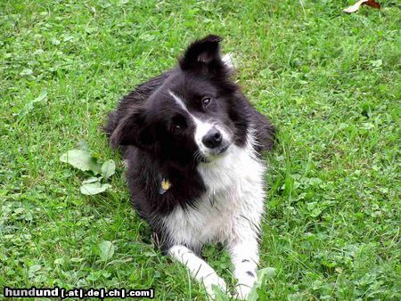 Border Collie Hunde Foto 5534 Border Collie Nell 5 Jahre alt