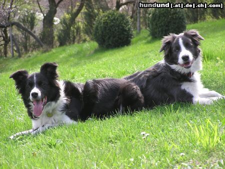 Border Collie Hunde Foto 21539 Border Collie Zu zweit waren wir stark!! Nell und Yahoo