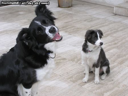 Border Collie Hunde Foto 14606 Border Collie Nell und Yahooblue