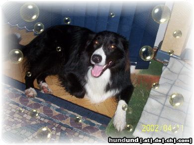 Border Collie Hunde Foto 22033 Border Collie das ist Nemo mit 1jahr