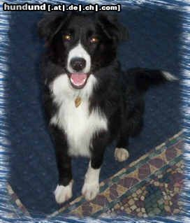 Border Collie Hunde Foto 11401 Border Collie