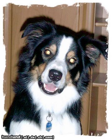 Border Collie Hunde Foto 15725 in höherer Auflösung ansehen Border Collie Bitte lächeln!