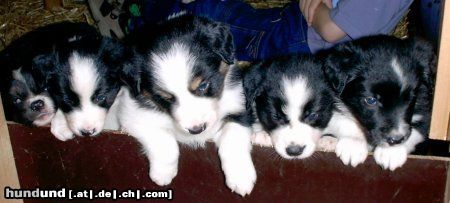 Border Collie Hunde Foto 14809 Border Collie Neugierige Rasselbande