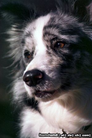 Border Collie Hunde Foto 3355 Border Collie Nevada, Blue Merle Border Collie