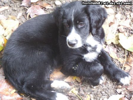 Border Collie Hunde Foto 25029 in höherer Auflösung ansehen Border Collie Border-Neuf-Labrador-Münsterl-Mix-Baby