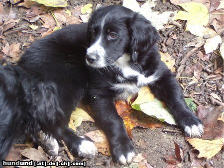 Border Collie Hunde Foto 25030 in höherer Auflösung ansehen Border Collie Border-Neuf-Labrador-Münsterl-Mix-Baby