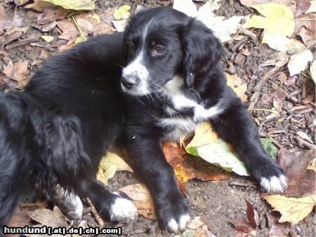 Border Collie Border-Neuf-Labrador-Münsterl-Mix-Baby