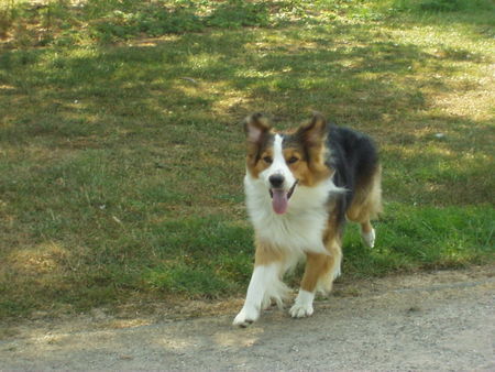 Border Collie Hunde Foto 33281 in höherer Auflösung ansehen Border Collie Mein treuer Freund Cooper