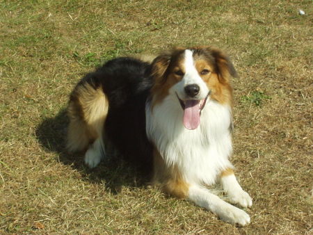 Border Collie Hunde Foto 33280 in höherer Auflösung ansehen Border Collie Cooper
