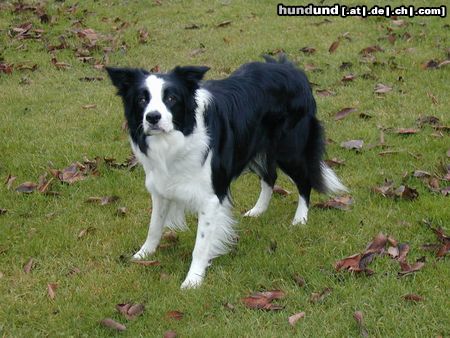 Border Collie Hunde Foto 17894 in höherer Auflösung ansehen Border Collie Angel of Joy the dog by my side