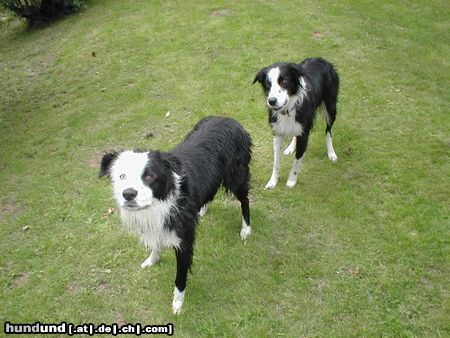 Border Collie Hunde Foto 16095 in höherer Auflösung ansehen Border Collie Zwei Wasserratten