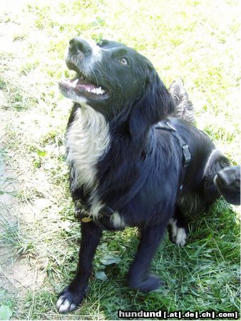 Border Collie Hunde Foto 25016 in höherer Auflösung ansehen Border Collie Bagheera, Border-Neufundl.-Labrador-Münsterländer
