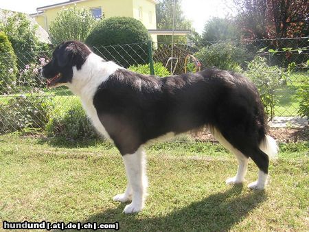 Border Collie Hunde Foto 15902 in höherer Auflösung ansehen Border Collie Meine Border Collie - Landseer Mix Hündin AKIRA