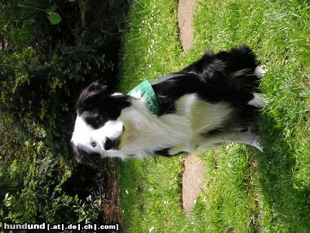 Border Collie Hunde Foto 21629 in höherer Auflösung ansehen Border Collie unser Kimba