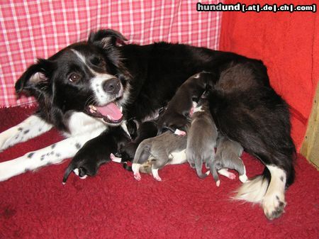 Border Collie Hunde Foto 6171 Border Collie Glückliche Hundemutter Nell