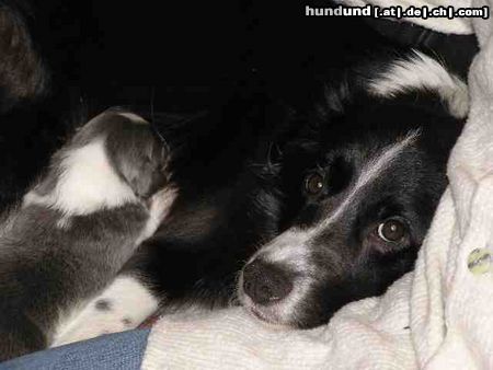 Border Collie Hunde Foto 6577 Border Collie Brave Mama Nell