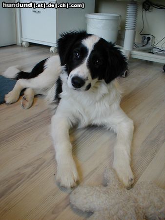 Border Collie Hunde Foto 3677 Border Collie Joker der Kindskopf