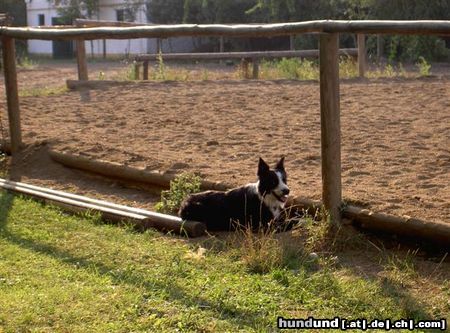 Border Collie Hunde Foto 5498 Border Collie shawn verfolgt aufmerksam das Geschehen