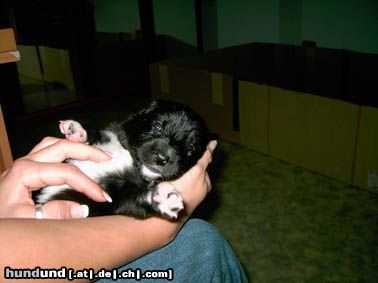Border Collie Hunde Foto 9758 Border Collie Fly