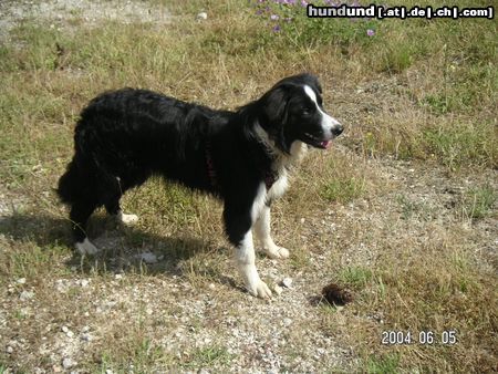 Border Collie Hunde Foto 12722 Border Collie Meine Georgina von Waltenweiler