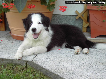Border Collie Hunde Foto 25117 in höherer Auflösung ansehen Border Collie Canyonland Circle of Life