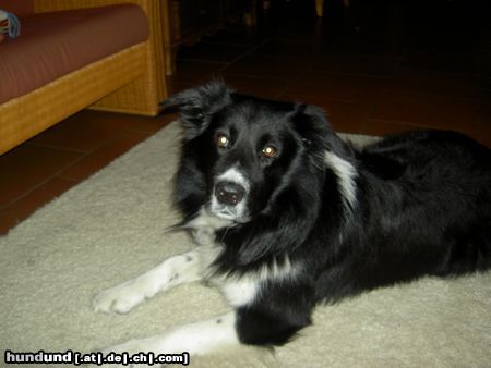 Border Collie Hunde Foto 14615 Border Collie unser süße