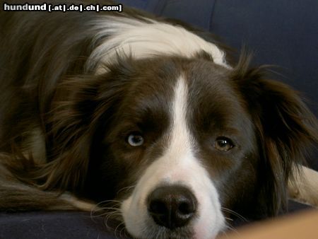 Border Collie Hunde Foto 20860 in höherer Auflösung ansehen Border Collie Du fehlst mir so und ich werd dich nie vergessen!