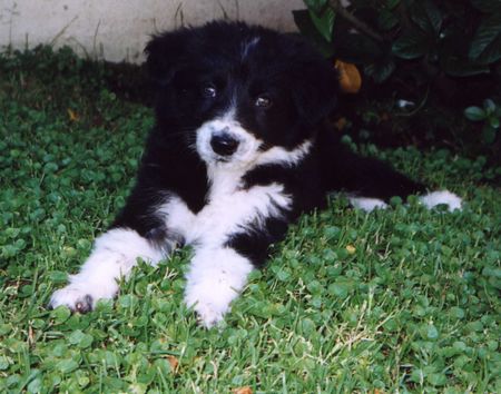 Border Collie Hunde Foto 1365 Border Collie