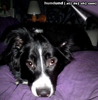 Border Collie Hunde Foto 13809 Border Collie Border-Mix Paula