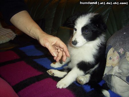 Border Collie Hunde Foto 20036 in höherer Auflösung ansehen Border Collie Unser neuer Mitbewohner