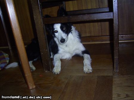 Border Collie Hunde Foto 23902 in höherer Auflösung ansehen Border Collie Das ist Sue heute