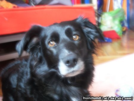 Border Collie Hunde Foto 18396 in höherer Auflösung ansehen Border Collie