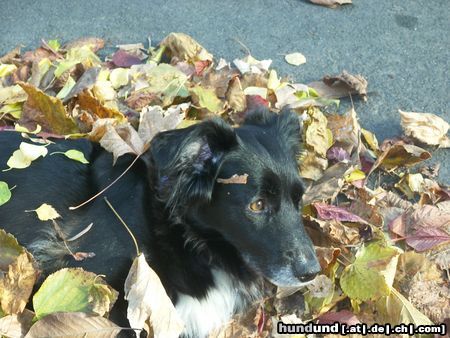 Border Collie Hunde Foto 16401 in höherer Auflösung ansehen Border Collie Huch was war denn da??