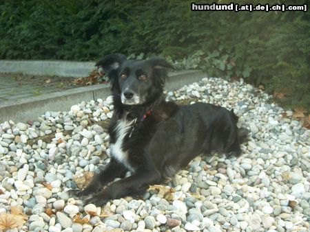 Border Collie Hunde Foto 16292 in höherer Auflösung ansehen Border Collie Bin ich nicht schön???