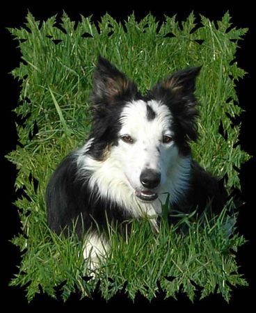 Border Collie Hunde Foto 38344 in höherer Auflösung ansehen Border Collie Kira....white face tri color