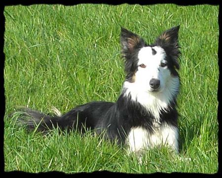 Border Collie Hunde Foto 38318 in höherer Auflösung ansehen Border Collie Kira...immer aufgeweckt und neugierig!