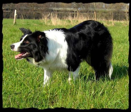 Border Collie Hunde Foto 38328 in höherer Auflösung ansehen Border Collie Jinda