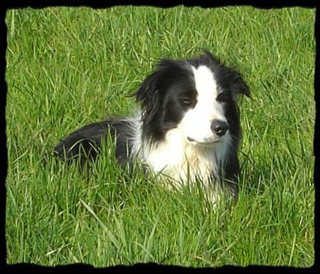 Border Collie Hunde Foto 38330 in höherer Auflösung ansehen Border Collie Jack