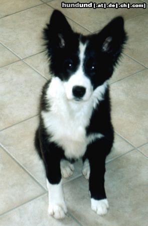 Border Collie Hunde Foto 19150 Border Collie Seven of eight