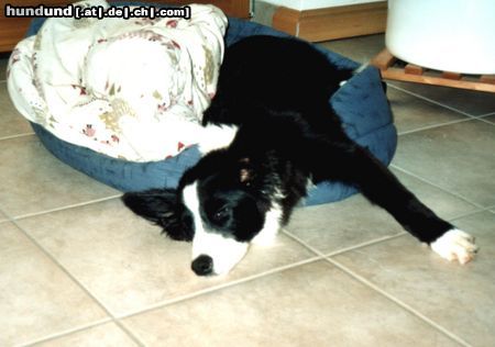 Border Collie Hunde Foto 19152 Border Collie Seven of eight