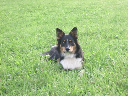 Border Collie Hunde Foto 38251 in höherer Auflösung ansehen Border Collie