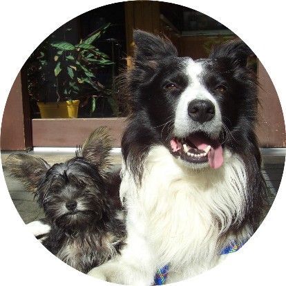 Border Collie Hunde Foto 36905 Border Collie Kira und Sancho