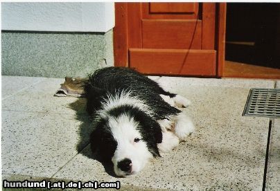 Border Collie Hunde Foto 25054 in höherer Auflösung ansehen Border Collie Müde nach dem Baden...
